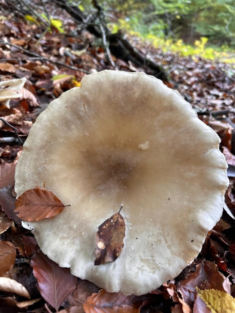 Seta silvestre de sombrero marrón entre las hojas caídas del bosque del Pico Fontañán.