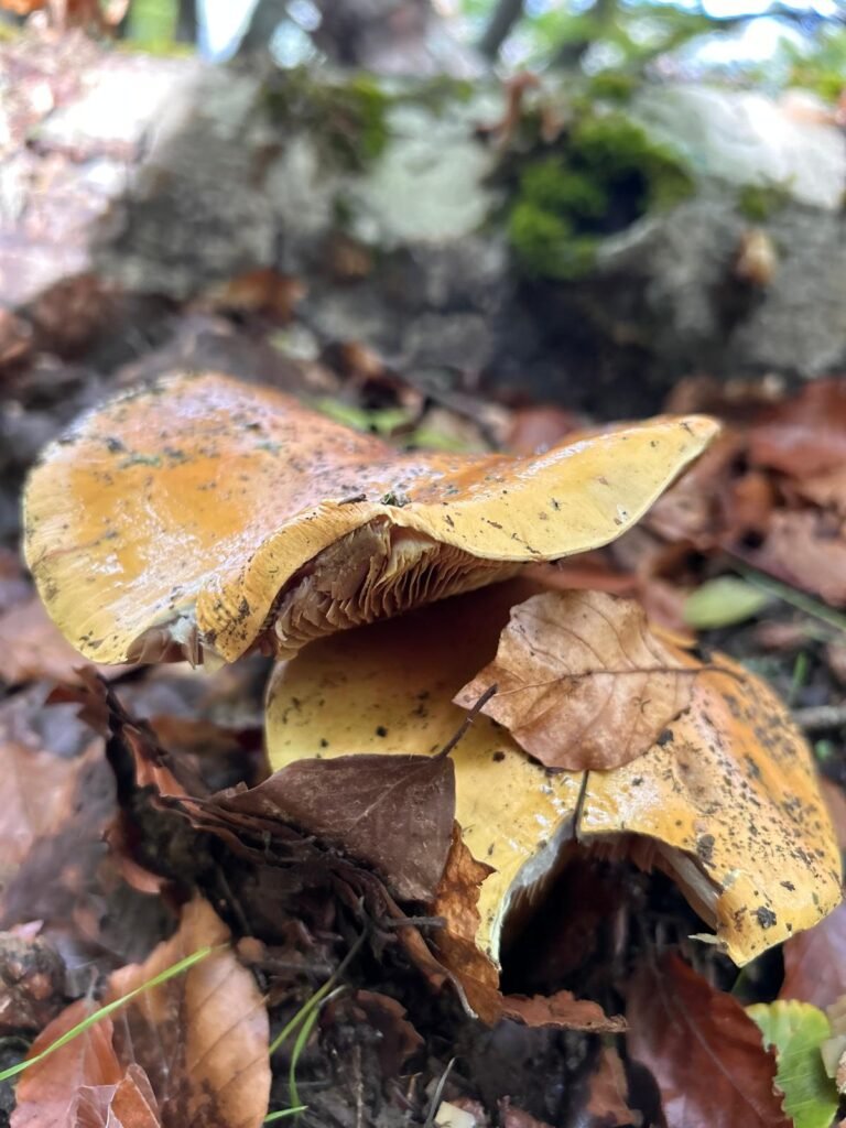 Seta silvestre de sombrero amarillo entre la hojarasca del Pico Fontañán, en León.