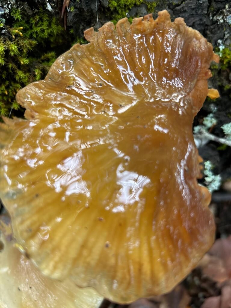 Hongo de aspecto gelatinoso y color ámbar fotografiado durante el otoño en el Pico Fontañán.