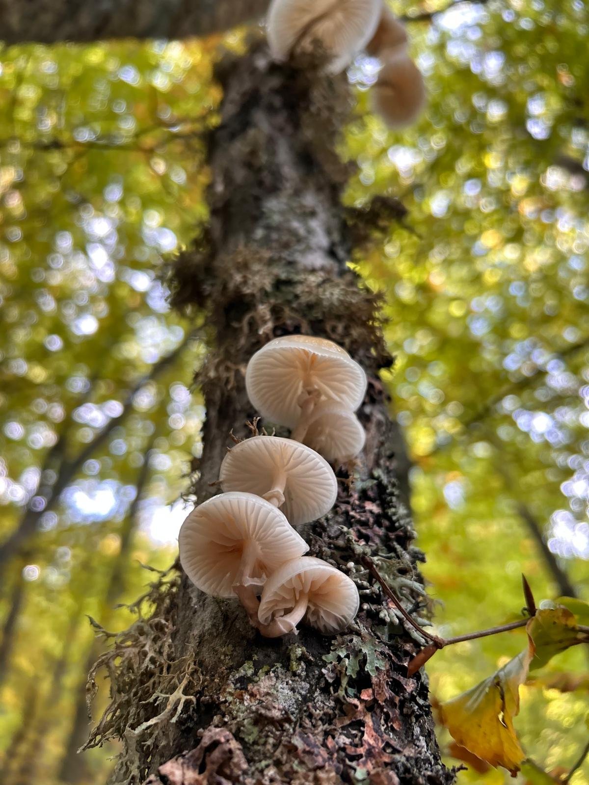 Hongos silvestres creciendo sobre el tronco de un árbol en el Pico Fontañán durante el otoño.