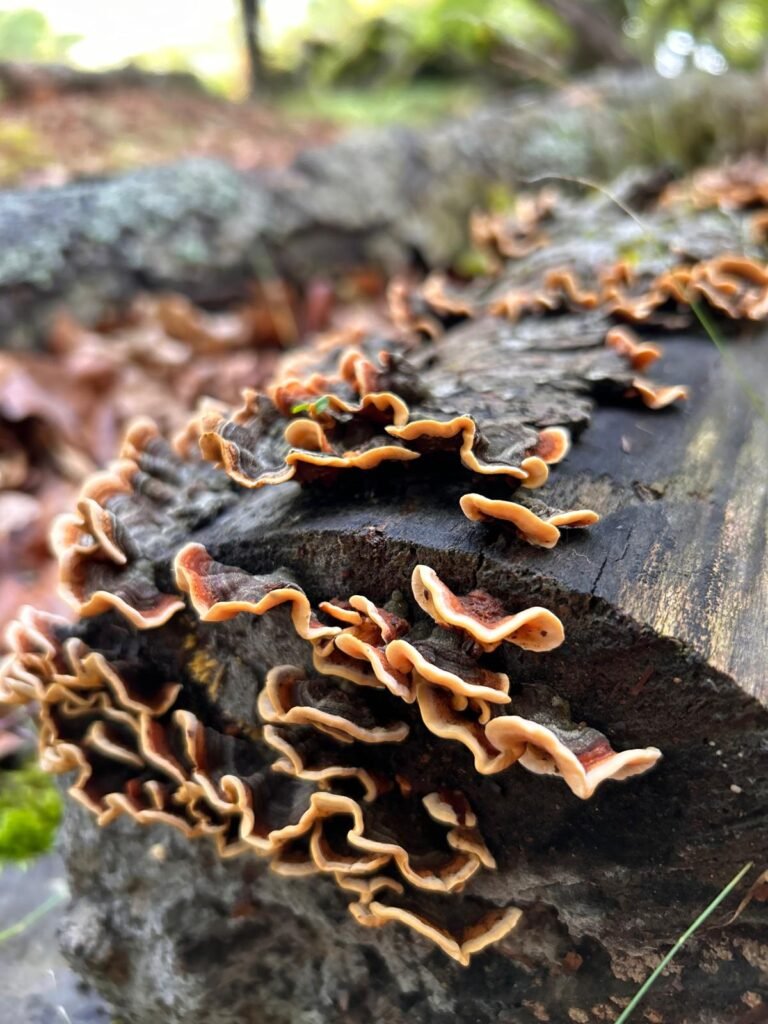Hongos anaranjados creciendo sobre madera en descomposición en el Pico Fontañán.