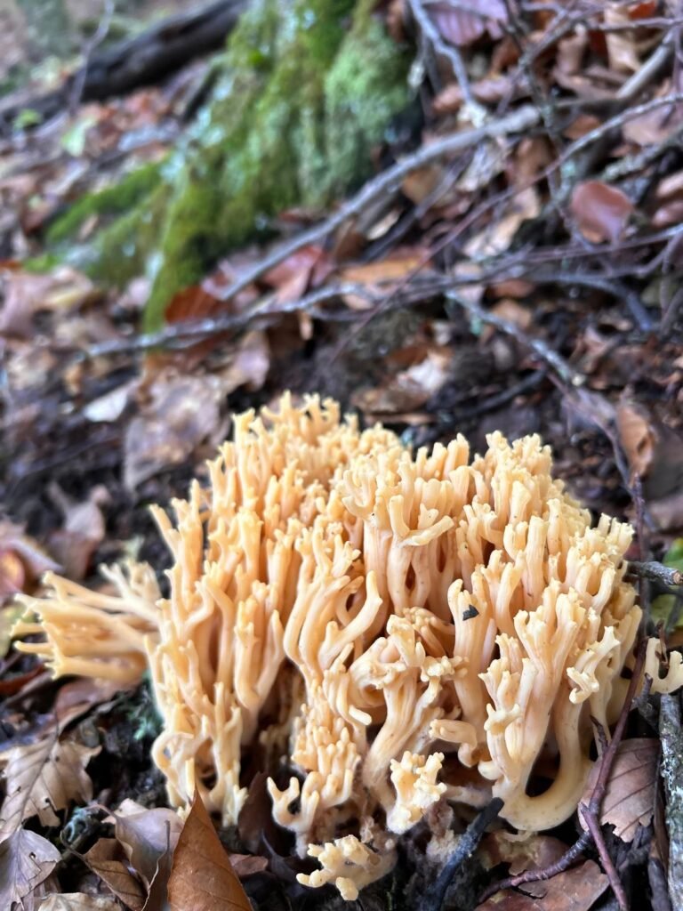 Hongo silvestre con forma de coral creciendo en el bosque del Pico Fontañán, La Pola de Gordón.