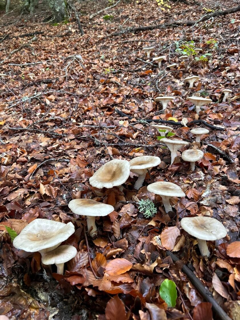 Setas silvestres entre hojas de otoño en el Pico Fontañán, La Pola de Gordón, León.